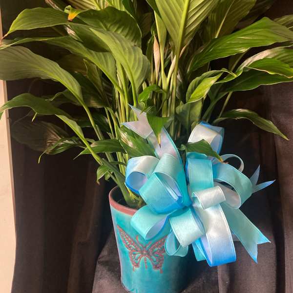 SINGLE LARGE PEACE LILY