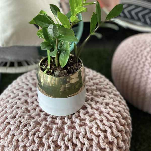 Small potted green plant in a gold and white container