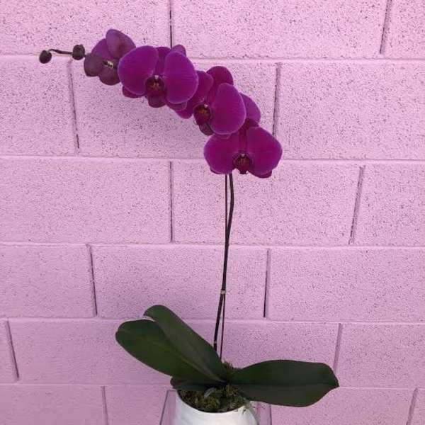 Purple orchid plant in a white pot