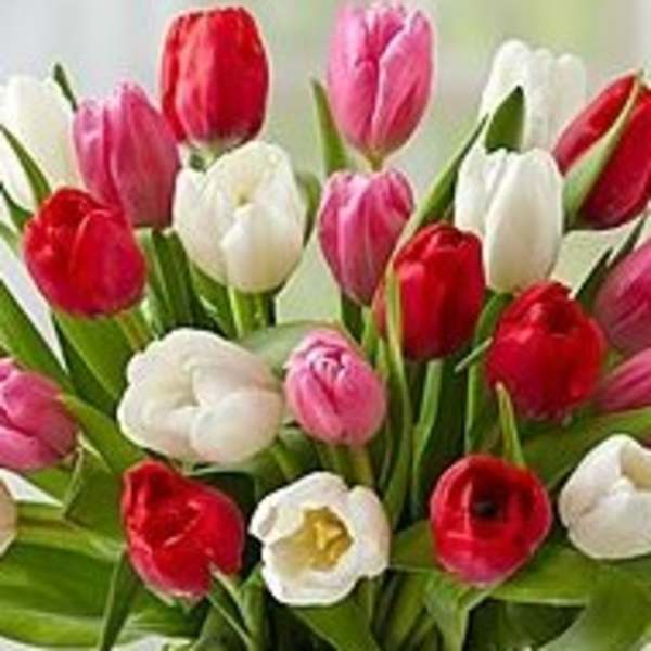 VALENTINE'S LOVELY TULIPS