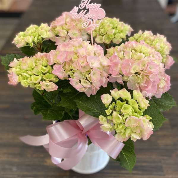 Pink and green hydrangeas in a white vase with a pink ribbon and Mother’s Day topper