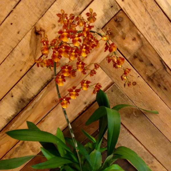 Potted orchid with orange blooms in a copper-colored container