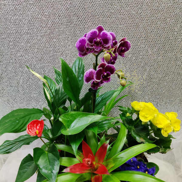 Mixed potted arrangement with purple orchids and bright red and yellow blooms