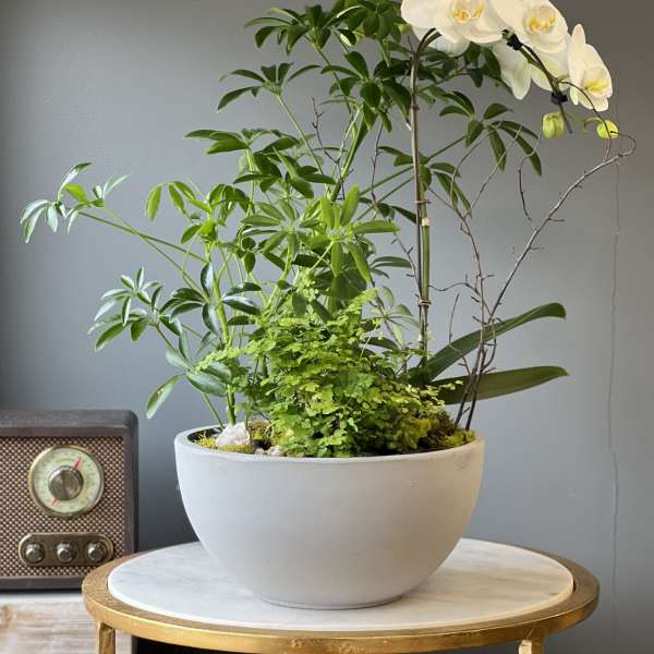 White orchid and assorted green plants in a gray bowl planter on a round table