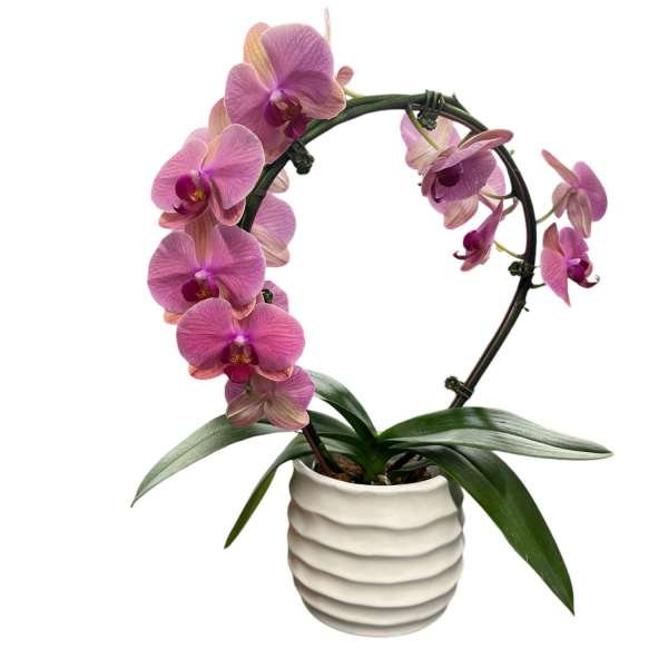 Colorful Orchid Plant