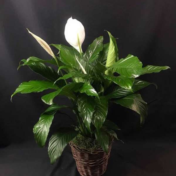 Peace Lily (spathphyllum)