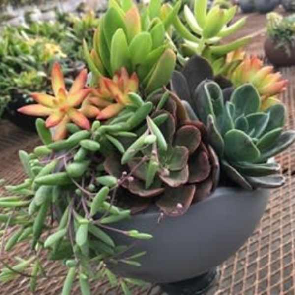 Succulent arrangement in a dark bowl-shaped planter