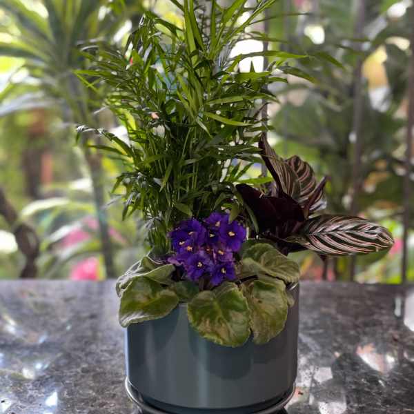 Potted plant arrangement with purple blooms in a gray container