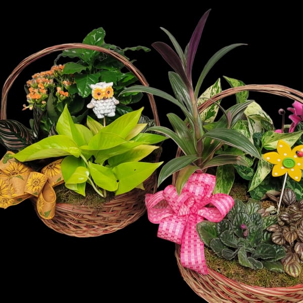 Two wicker baskets filled with assorted potted plants and decorative bows