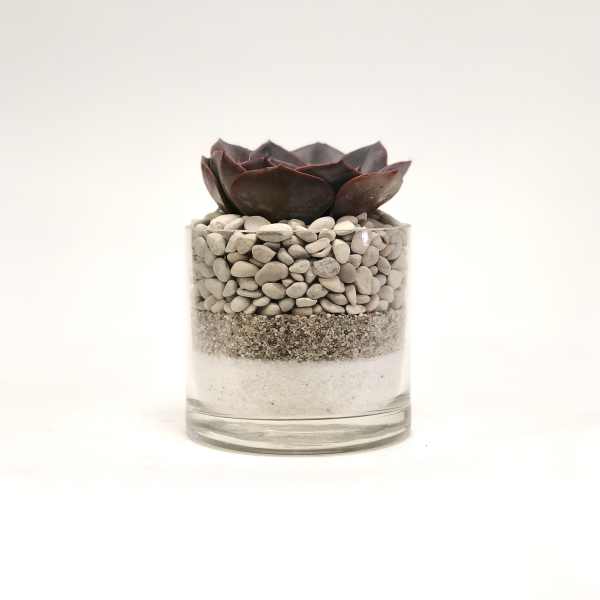 Succulent in a clear glass container filled with layered pebbles and sand