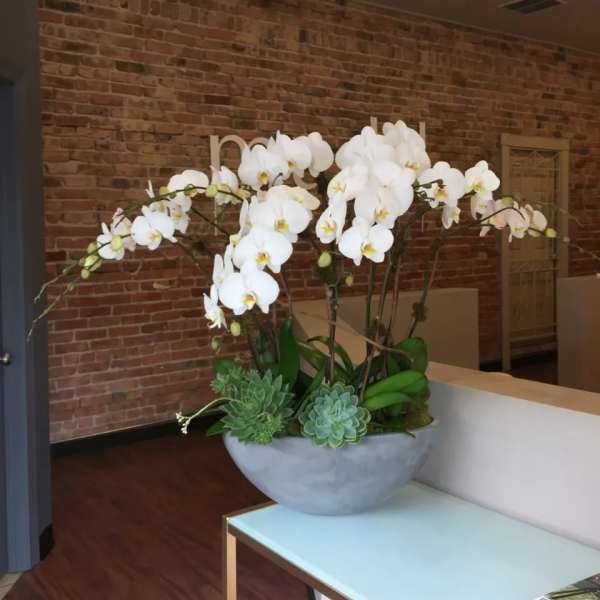White orchids arranged in a gray bowl with succulents