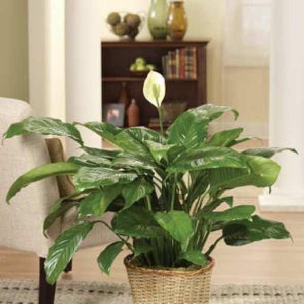 Potted peace lily in a woven basket planter