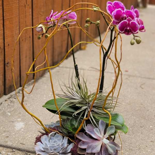 Orchid and succulent arrangement in a low rectangular container