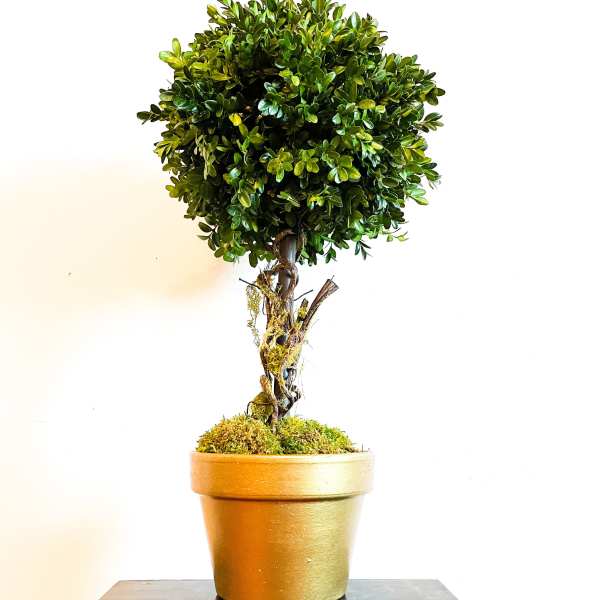 Handcrafted Boxwood Topiary Tree - Climbing Vines