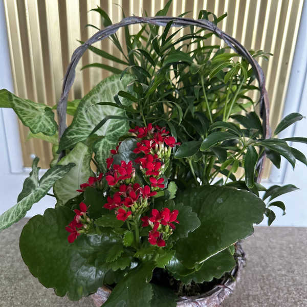 Basket garden with flowering plant