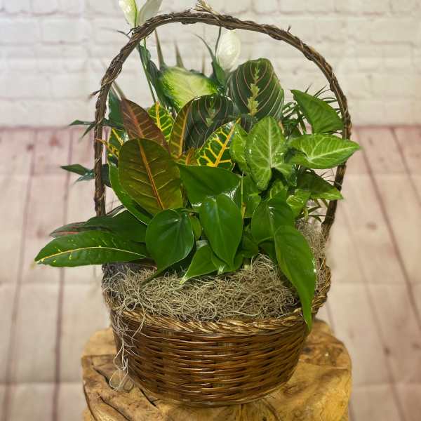 Basket of assorted potted houseplants with a woven handle