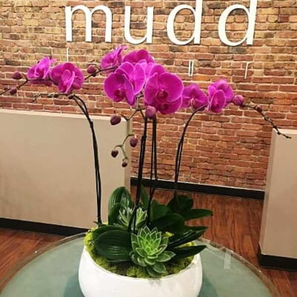 Purple orchids arranged in a white bowl with succulents