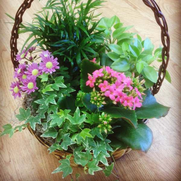 Basket of potted plants and pink daisy flowers