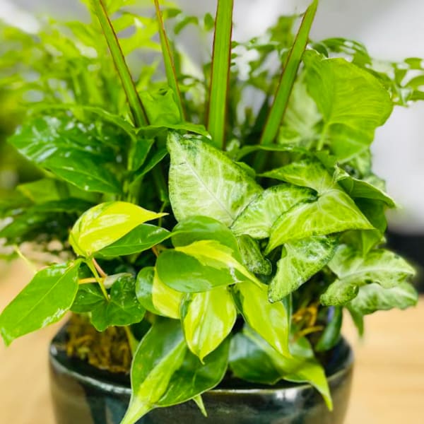 Dishgarden Plant (Designer Choice)