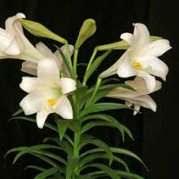 White lilies with green buds against a black background