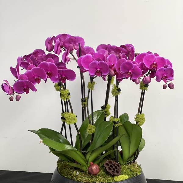 Magenta orchid plant arrangement in a black bowl planter