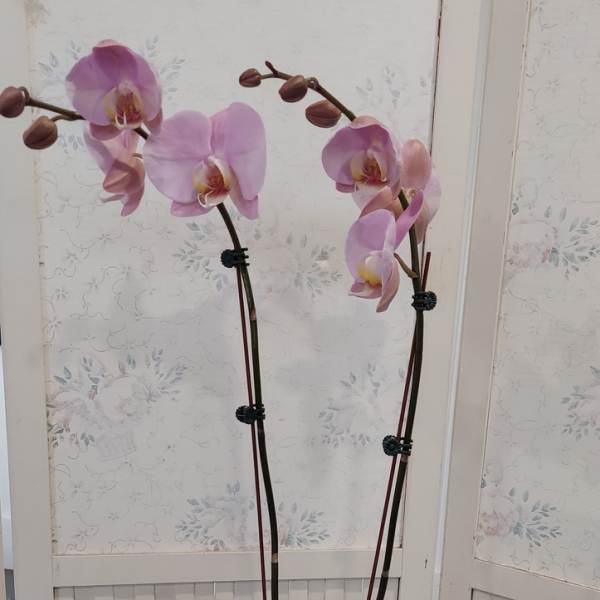 Pink orchid plant in a white pot
