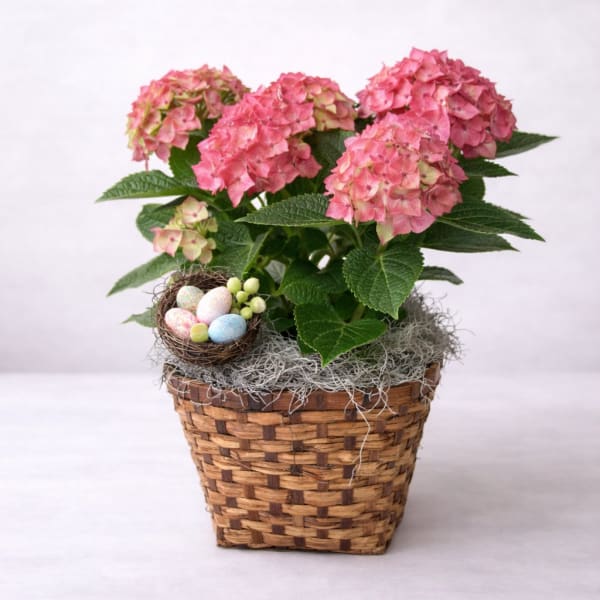 Easter Hydrangea Garden