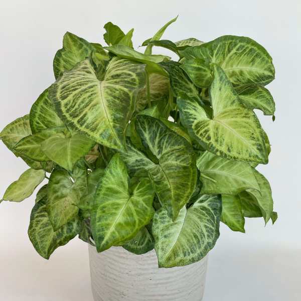 Potted green houseplant with variegated arrow-shaped leaves in a white ceramic pot