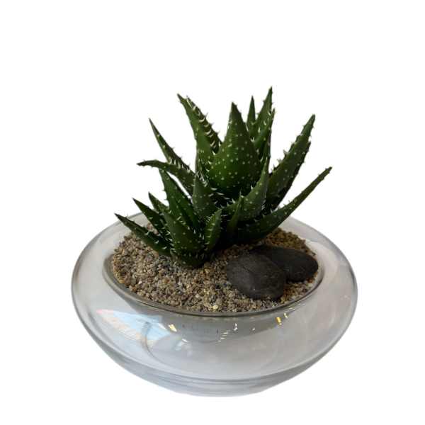 Spider Aloe Vera Plant