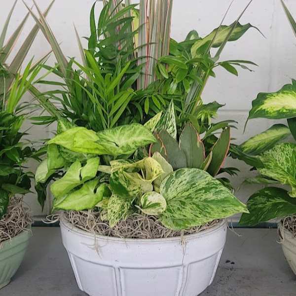 Mixed potted foliage arrangement in a white planter