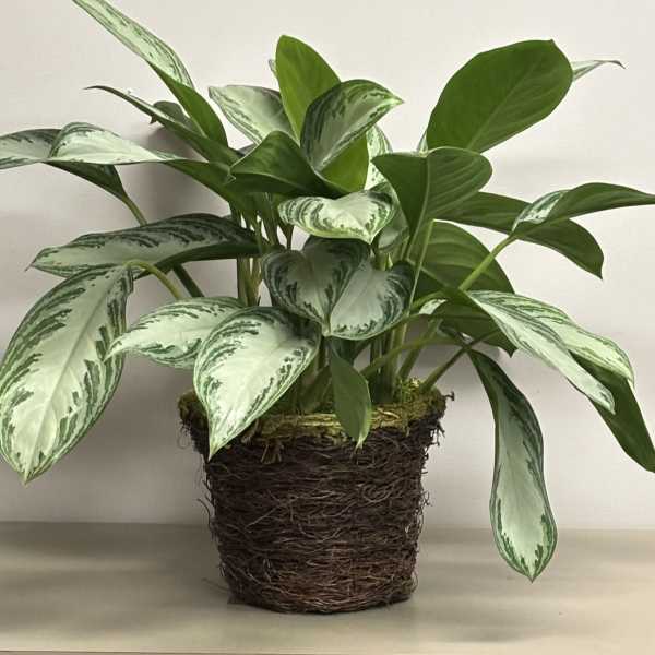 Variegated green houseplant in a rustic woven pot on a light surface
