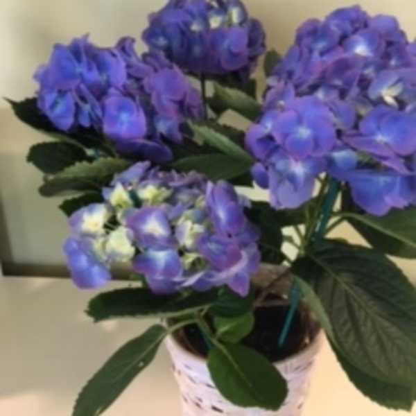 Hydrangea plant