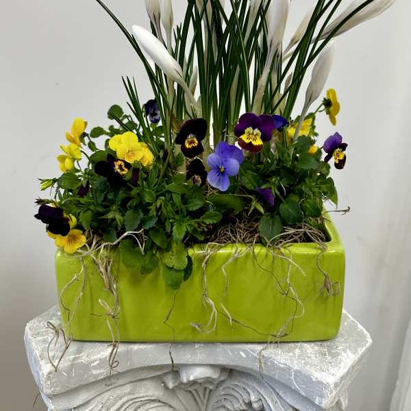 Crocuses and Violets Garden by Westford Florist Art by Veny
