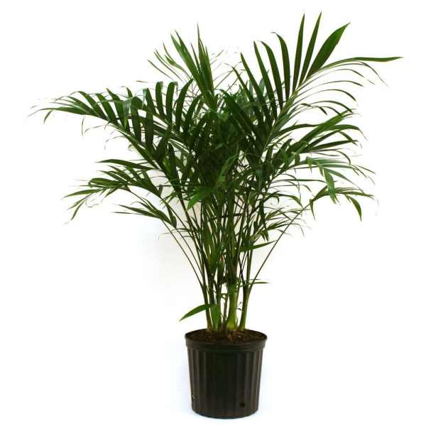 Potted palm plant with arching fronds in a black nursery pot