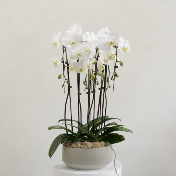 White orchids in a round ceramic pot on a pedestal