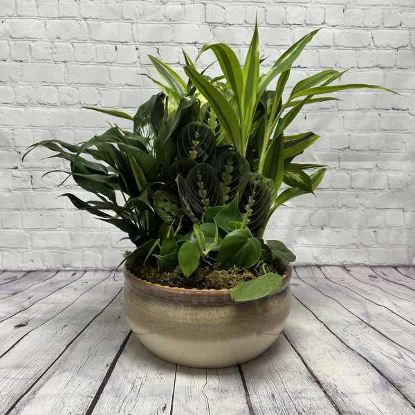 12" European Dish Garden