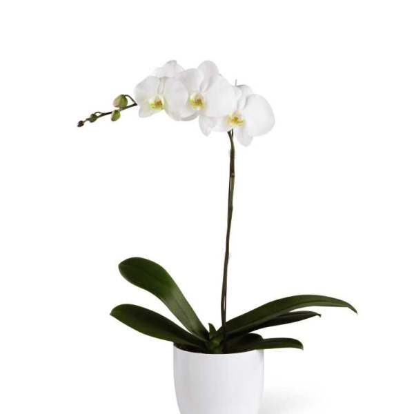 White orchid plant in a white pot