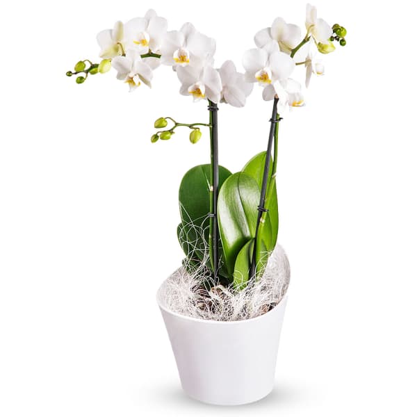 White orchid plant in a white pot with green leaves