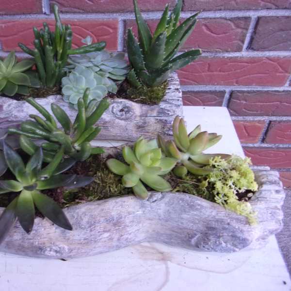 Two rustic planters filled with assorted succulents