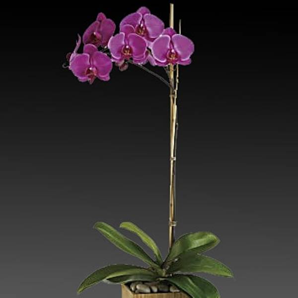 single stem Orchid