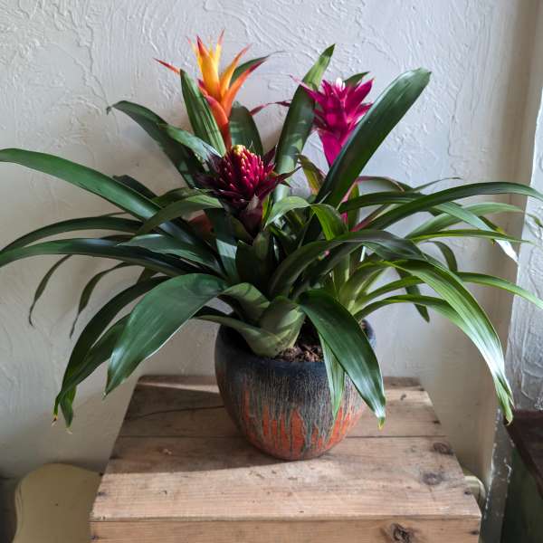 Potted bromeliad plant with pink and orange blooms