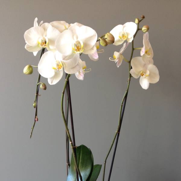 White orchid plant in a decorative green pot