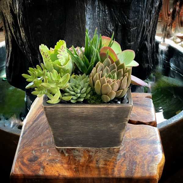 Succulent arrangement in a rectangular wooden planter