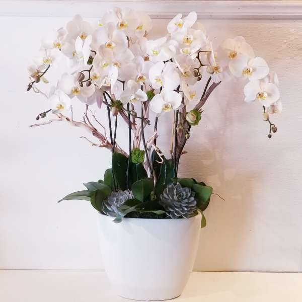 White orchids arranged in a white pot with succulents