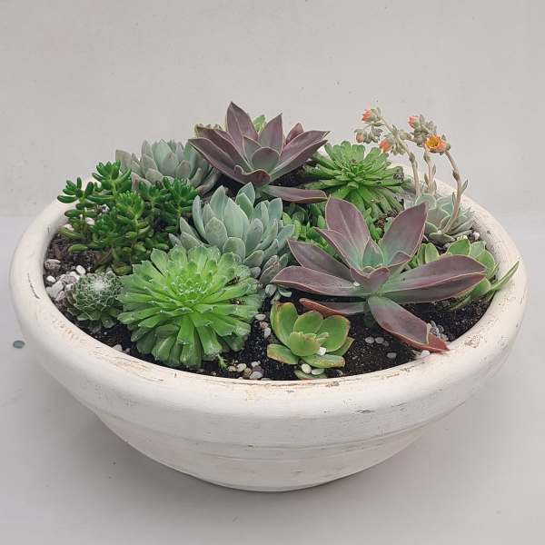 Low white bowl planted with assorted green and purple succulents and small orange blooms