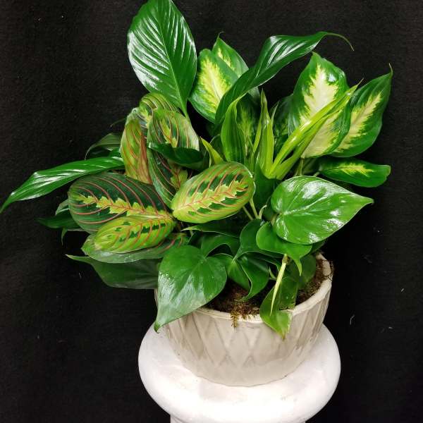 Potted green foliage plant with variegated leaves in a white ceramic pot