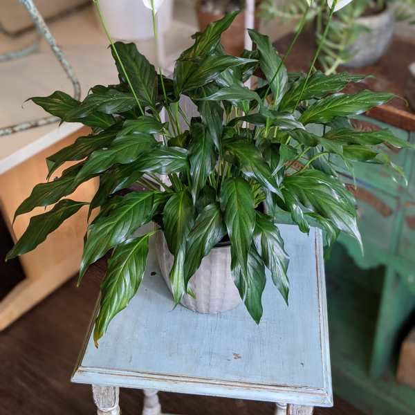 Spathiphyllum