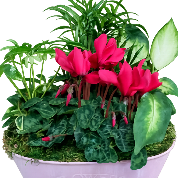 European Dish Garden