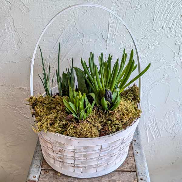 Spring Bulb Garden in Basket