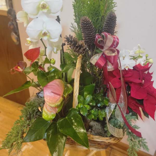 Basket arrangement with white orchids, red poinsettias, pinecones, and ribbon